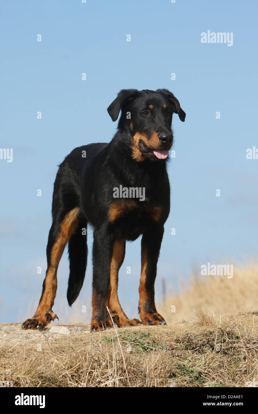 Beauceron High Resolution Stock Photography And Images Alamy