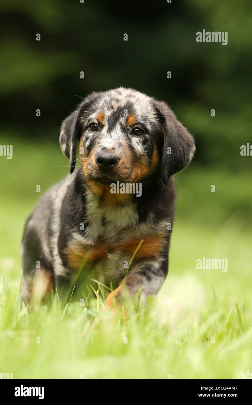 Dog Beauceron Berger De Beauce Puppy Harlequin Standing