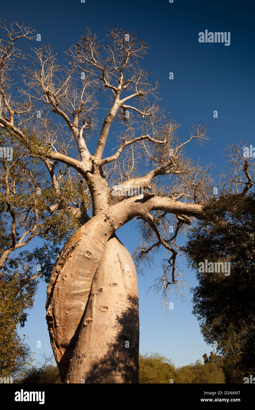 Madagascar, Morondava, the Lovers, Les baobabs amoureux, entwined baobab trees Stock Photo