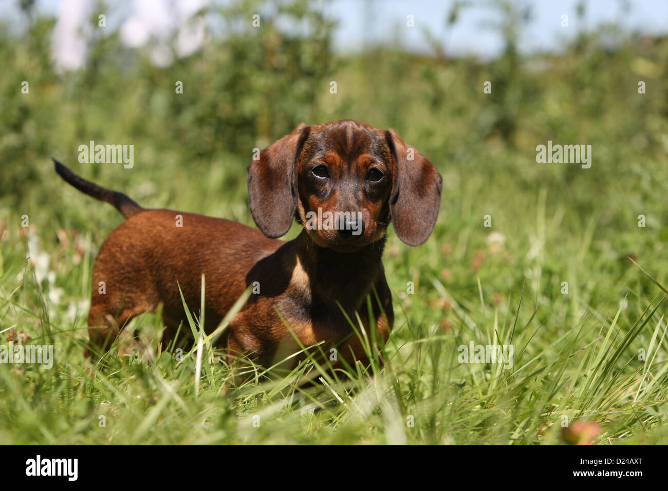 Dog Dachshund /  Dackel / Teckel  shorthaired adult (red) standing in a meadow Stock Photo