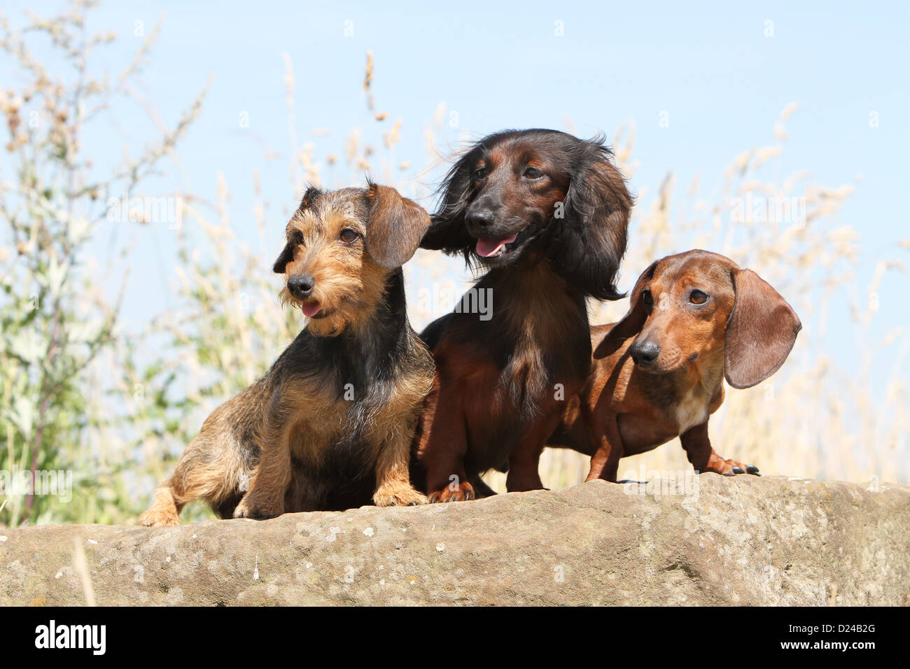 Long Haired Dog Standing Stock Photos Long Haired Dog Standing