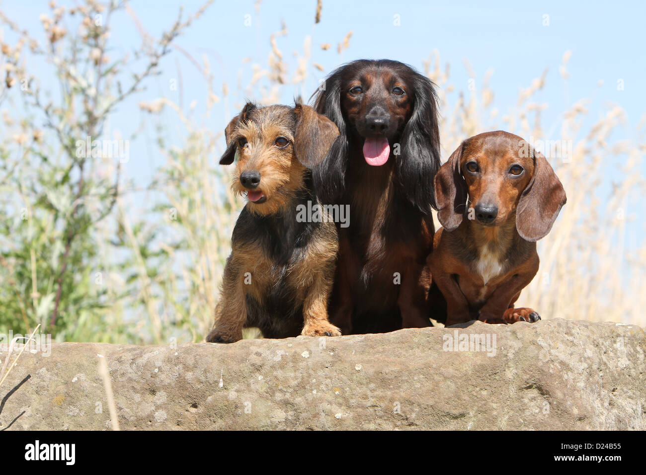 Different dogs hi-res stock photography and images - Alamy