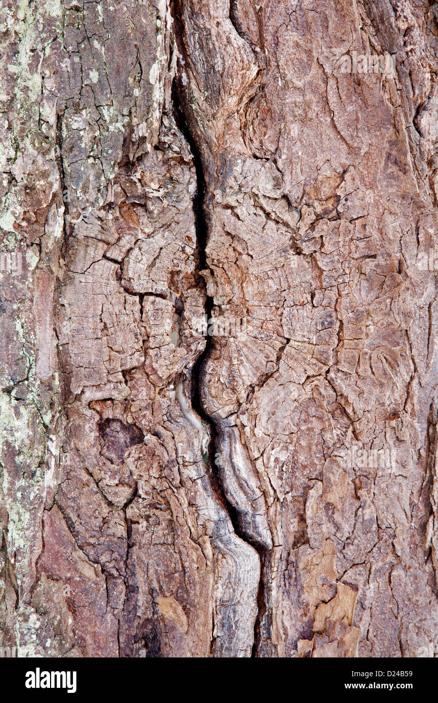 detail of tree bark Stock Photo