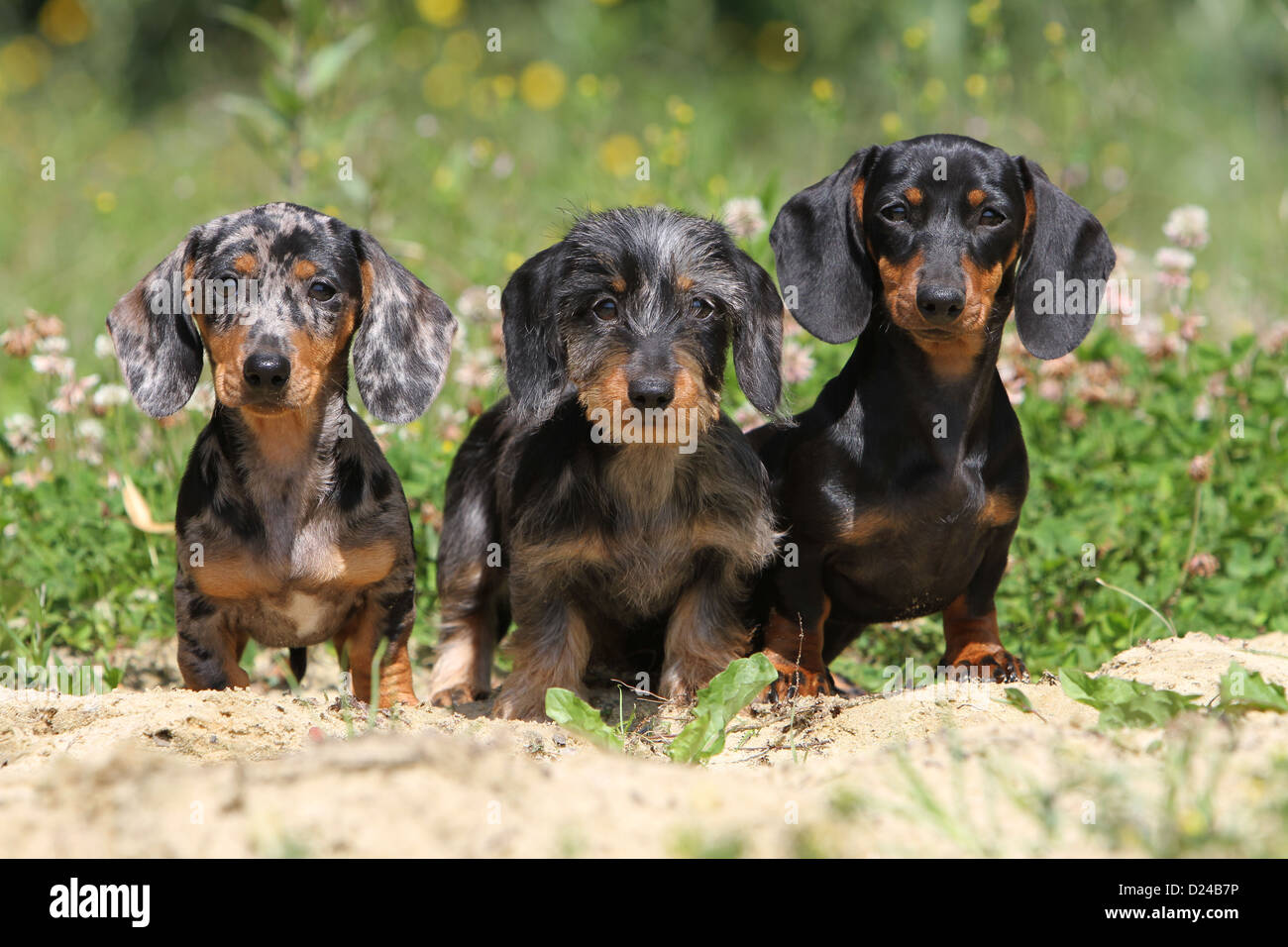different colored dachshunds