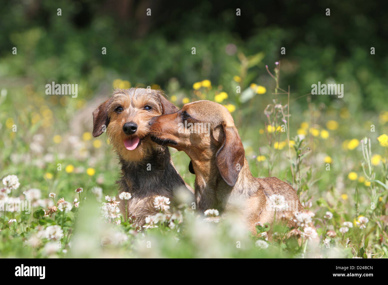 Dog Dachshund Dackel Teckel Two Adults Different Hairs Wire