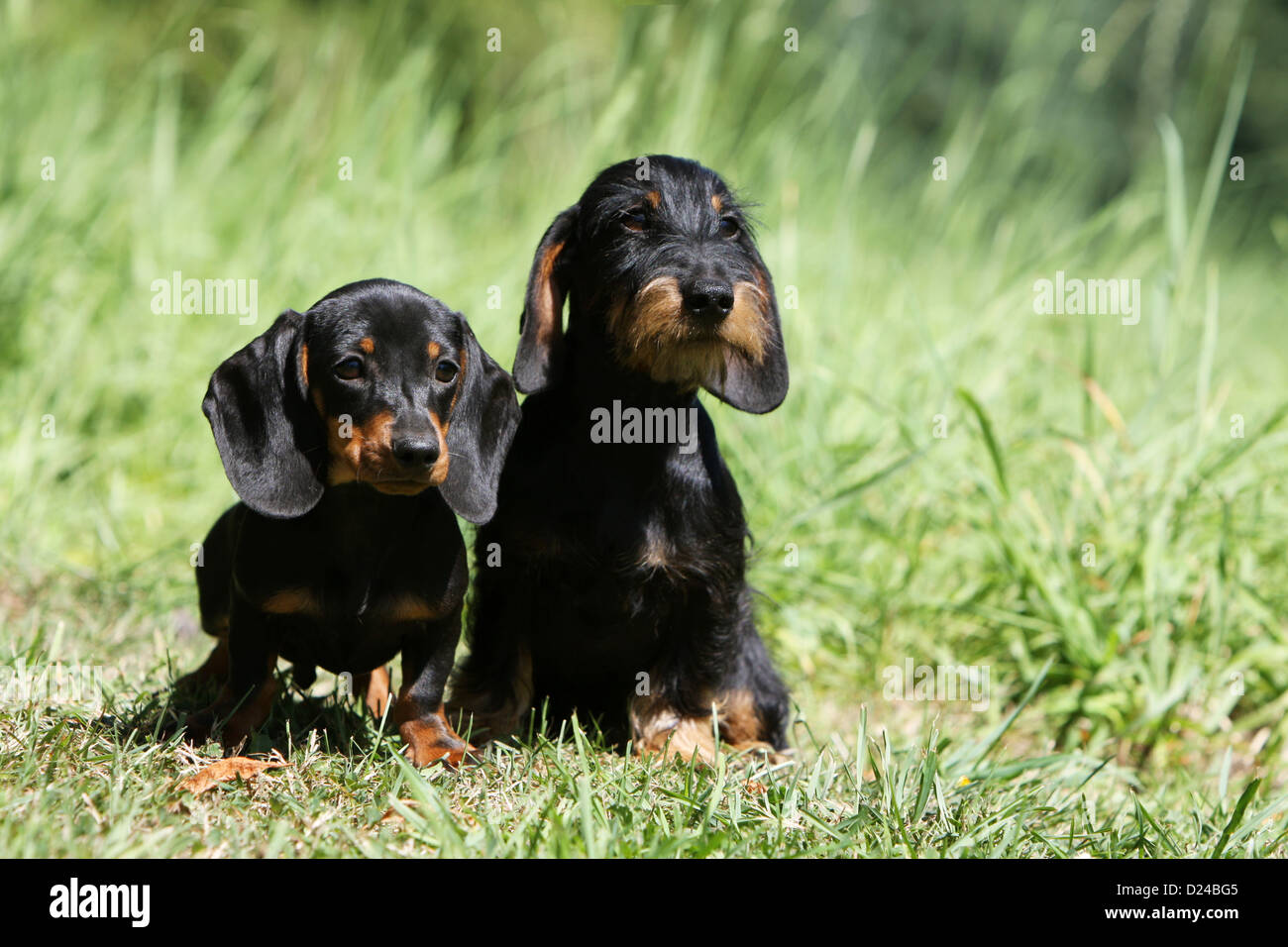 Dog Dachshund / Dackel / Teckel  adult and puppy different hairs (short and wire haired) black and tan Stock Photo