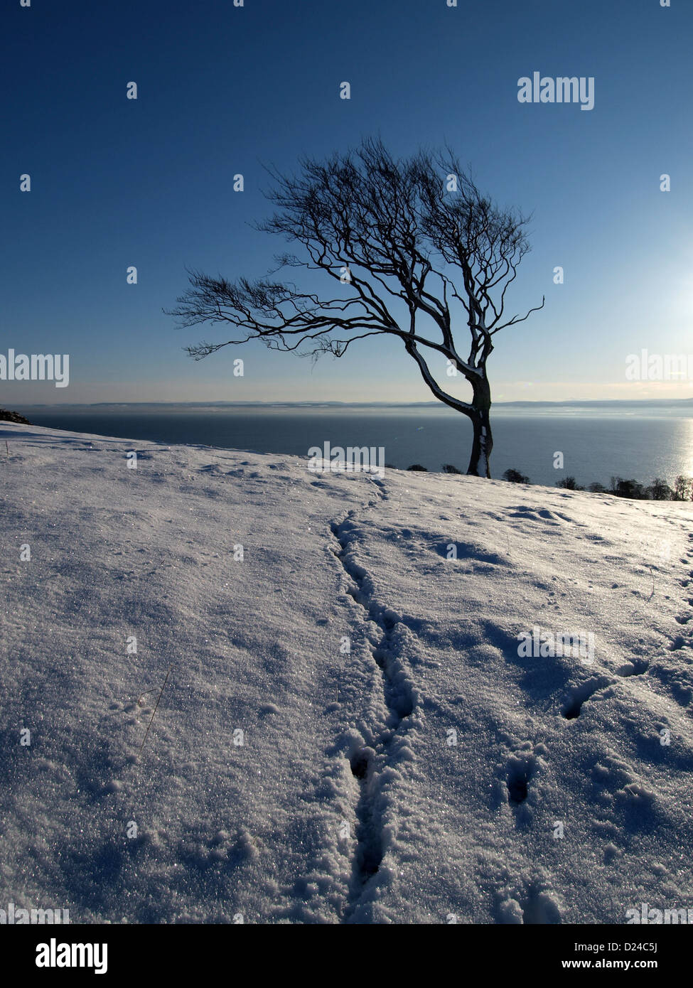 Animal tracks in the snow lead to a wind swept beech tree above the Moray Firth in the Highlands of Scotland. Stock Photo