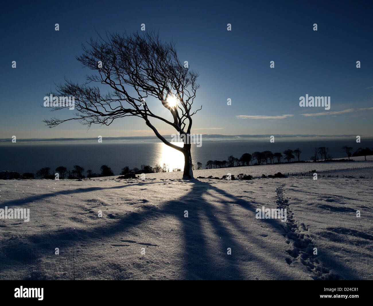 The sun shines through the bare branches of a wind swept beech tree above the Moray Firth in the Highlands of Scotland. Stock Photo