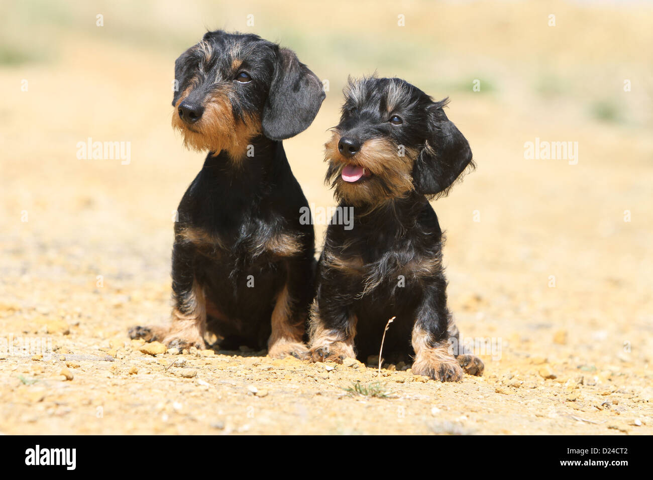 Black and tan wire haired terrier cheap