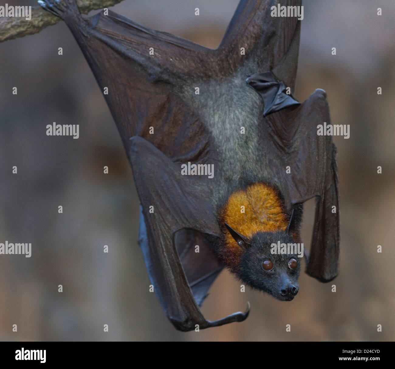Large fruit bat hires stock photography and images Alamy