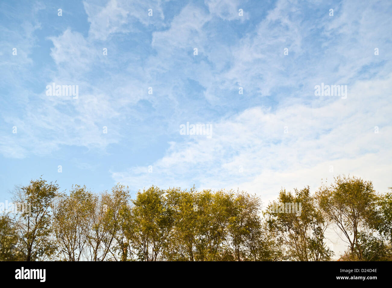 Treetops against the blue sky with strange clouds Stock Photo - Alamy