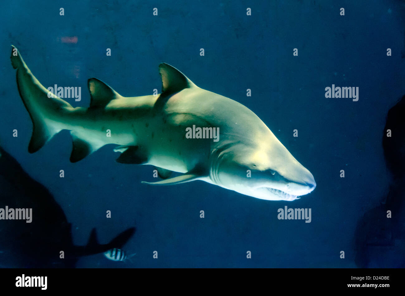 Shark at the  Sea Life London Aquarium Stock Photo