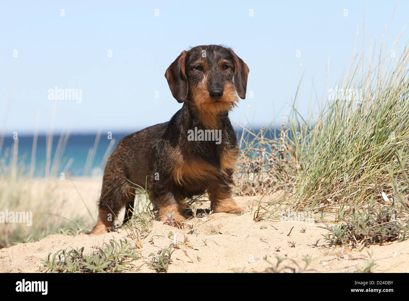 Dog Dachshund / Dackel / Teckel  wirehaired  adult (color boar) standing on the beach Stock Photo