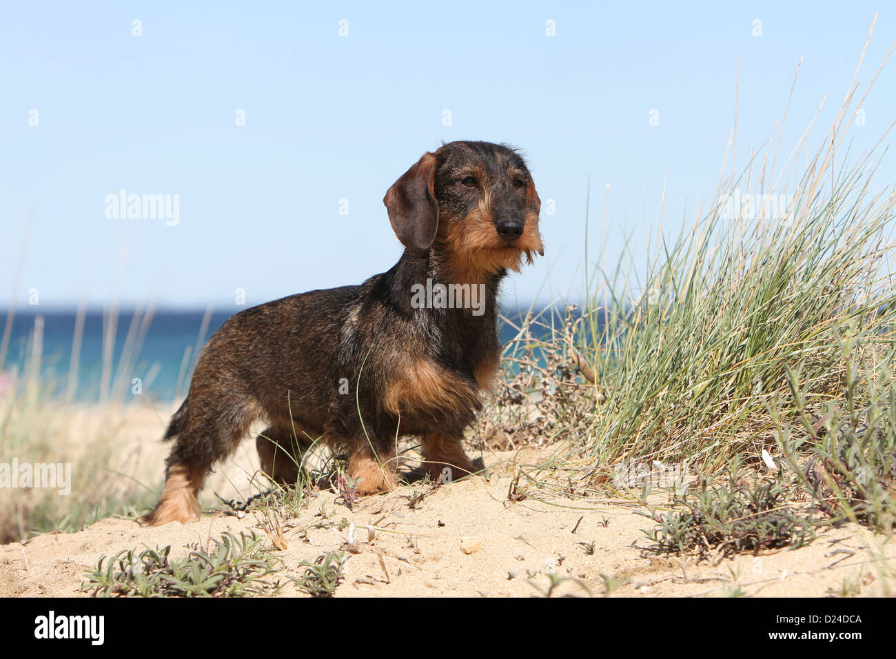 Dog Dachshund Dackel Teckel wirehaired adult color boar