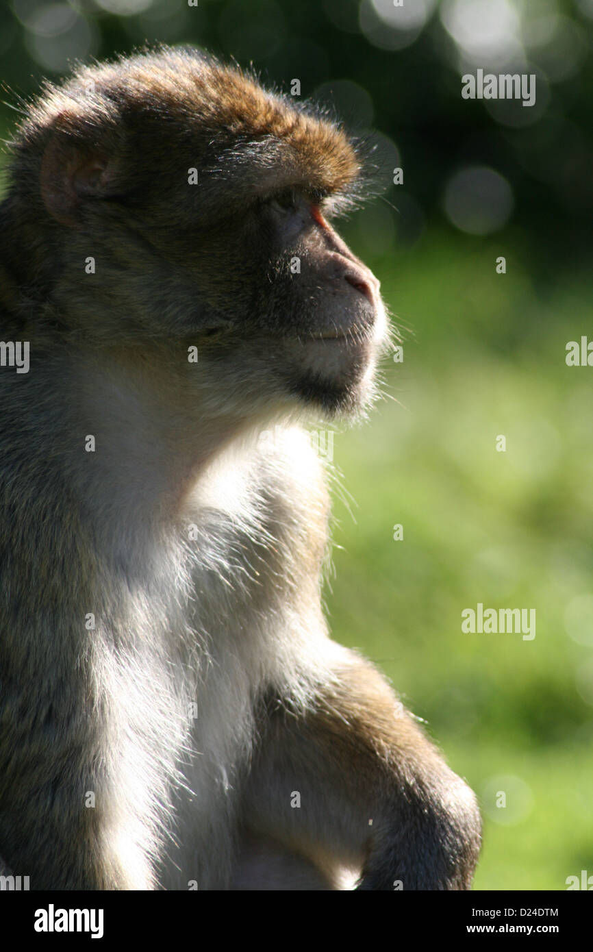 Monkey Enjoying The Sunshine Stock Photo Alamy alamy