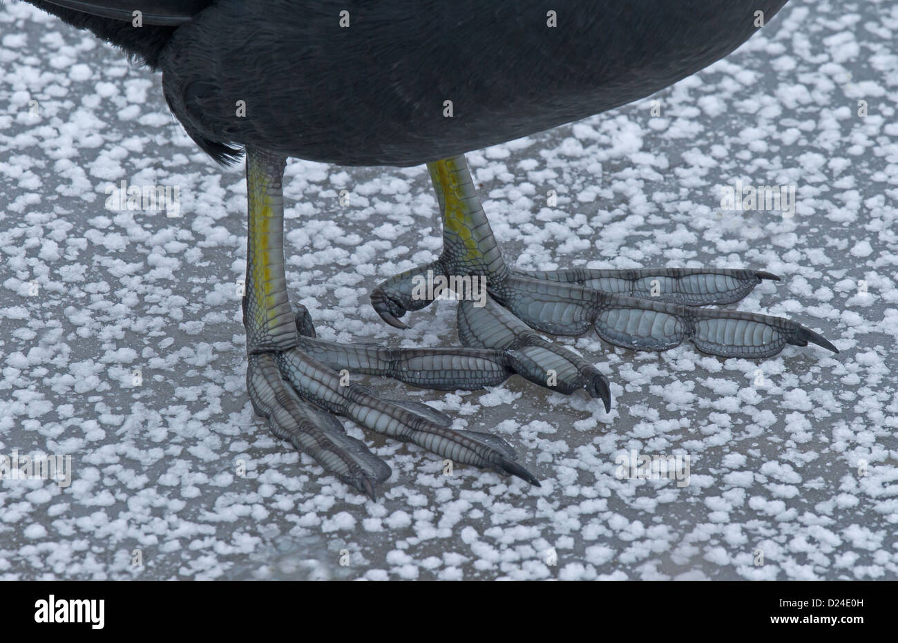 Common Coot (Fulica atra) adult, close-up of lobed feet, standing on ice, Merseyside, England, december Stock Photo