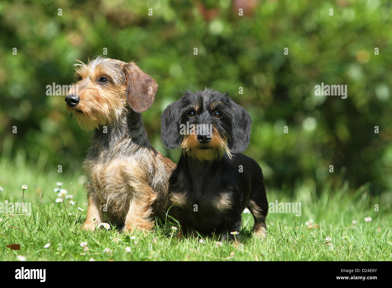 Dog dachshund dackel teckel two hi-res stock photography and images - Alamy