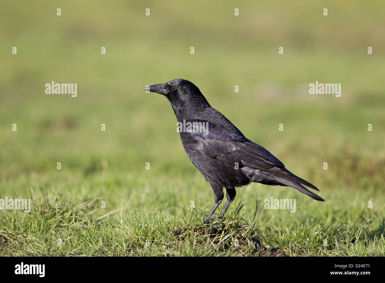 Carrion crow uk november hi-res stock photography and images - Alamy