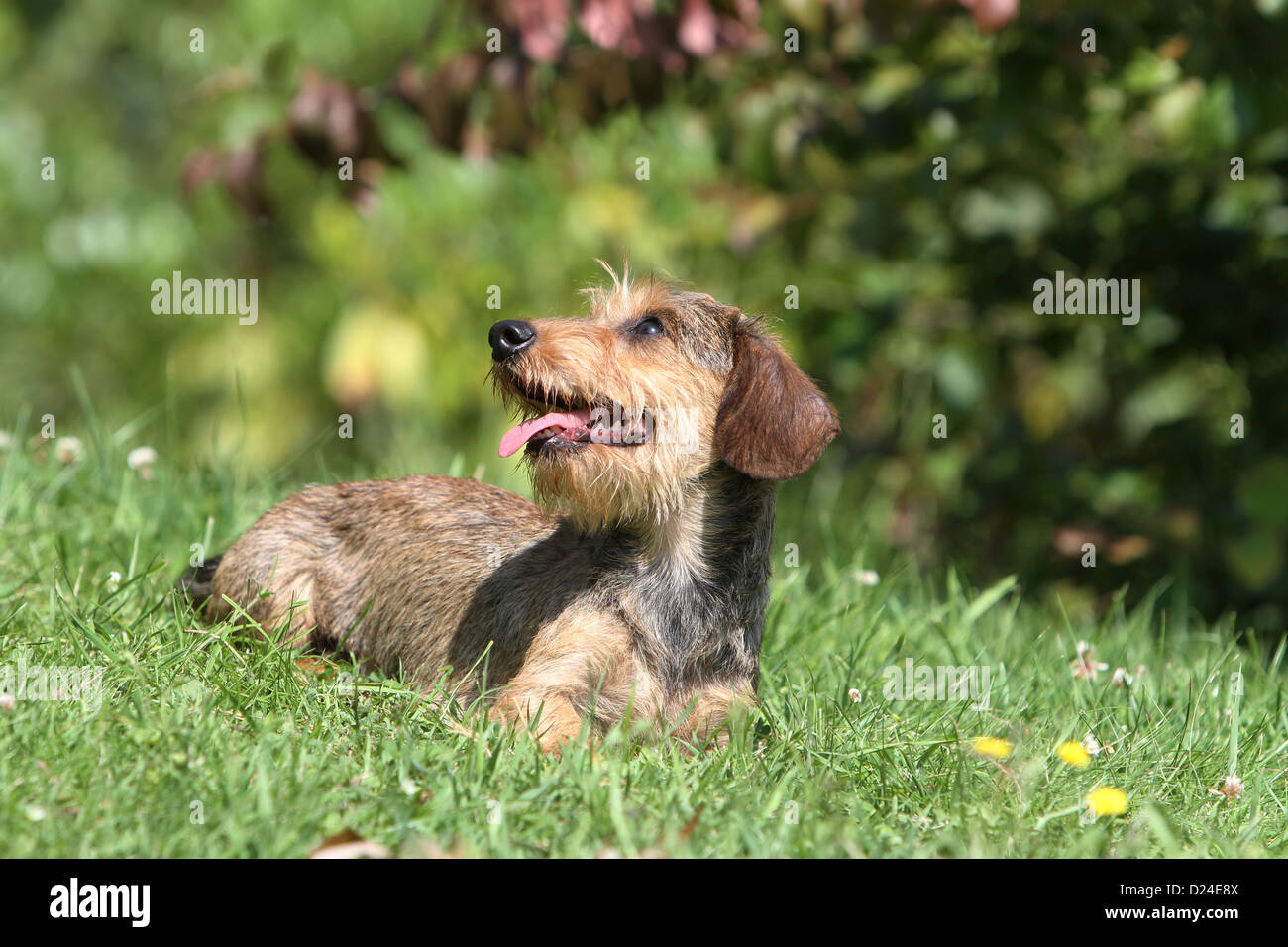 Dog Dachshund / Dackel / Teckel wirehaired adult (color boar) lying on ...