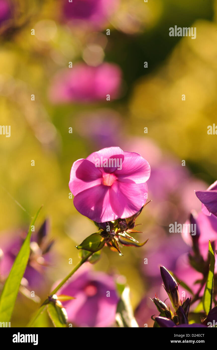close up photograph of spring flowers Stock Photo - Alamy