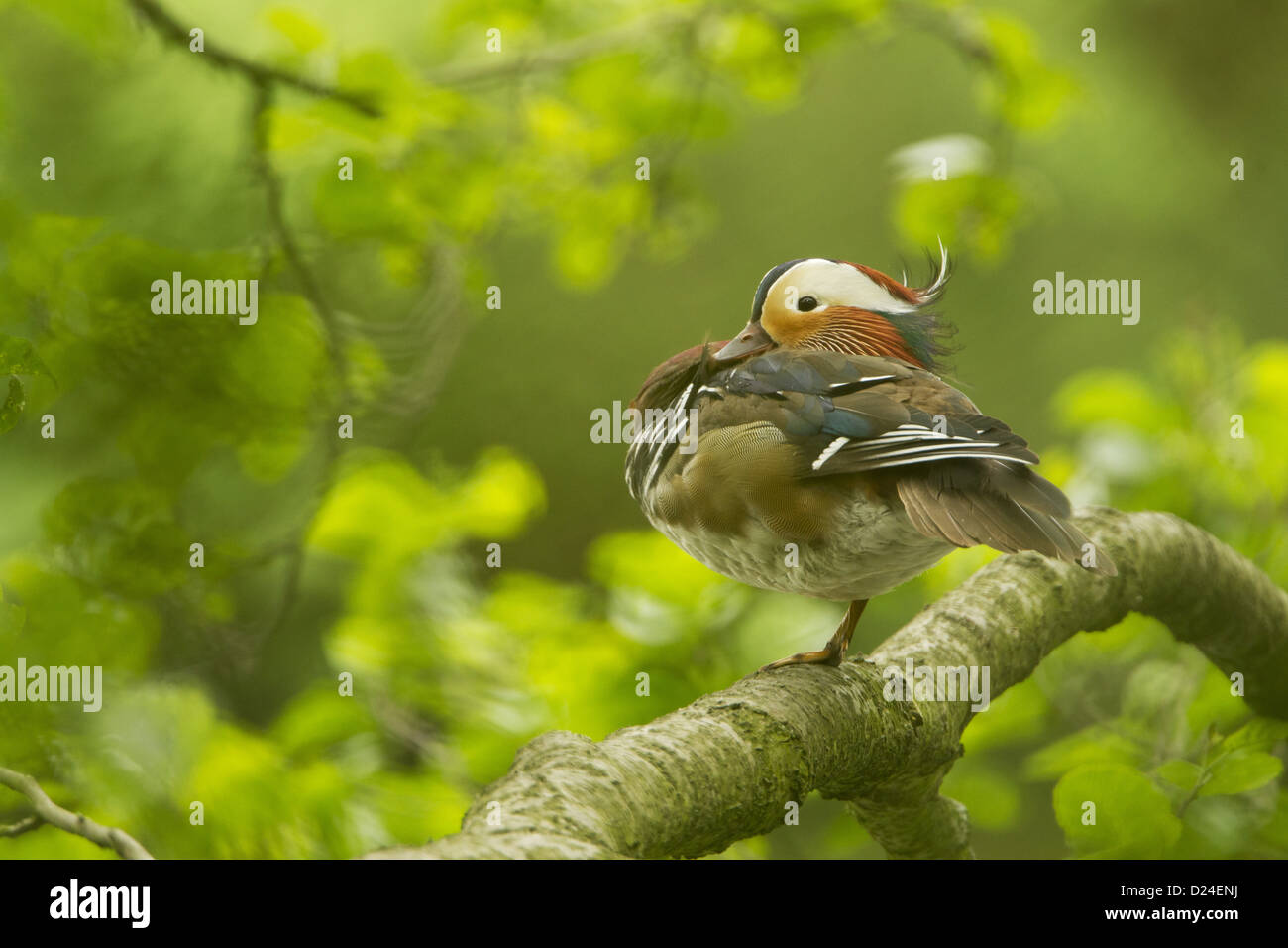 Mandarin Duck (Aix galericulata) introduced species adult male resting