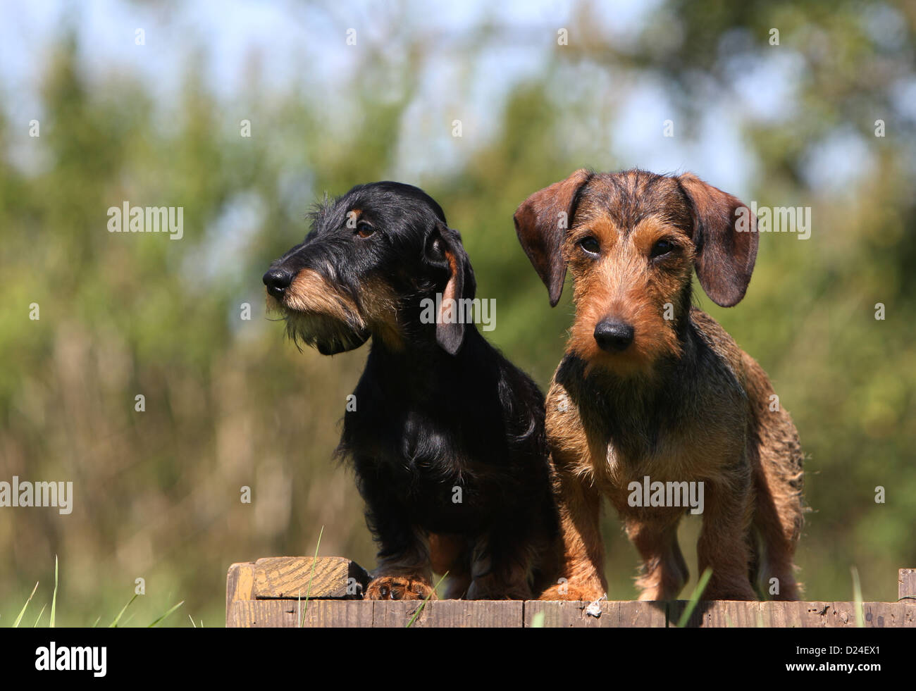 Teckel top wirehaired dachshund