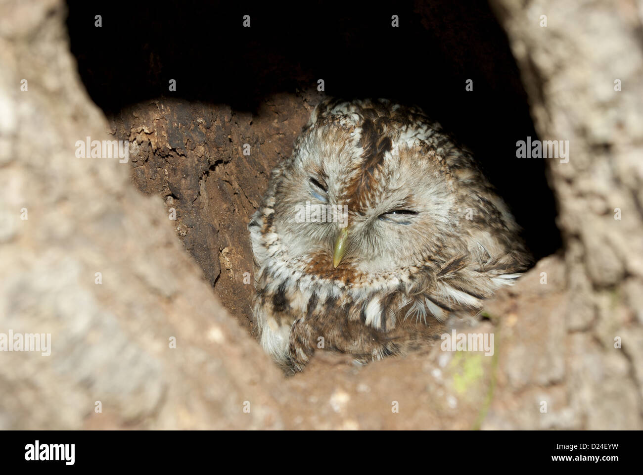 Grey Owl sitting in a nest in the hollow. Stock Photo
