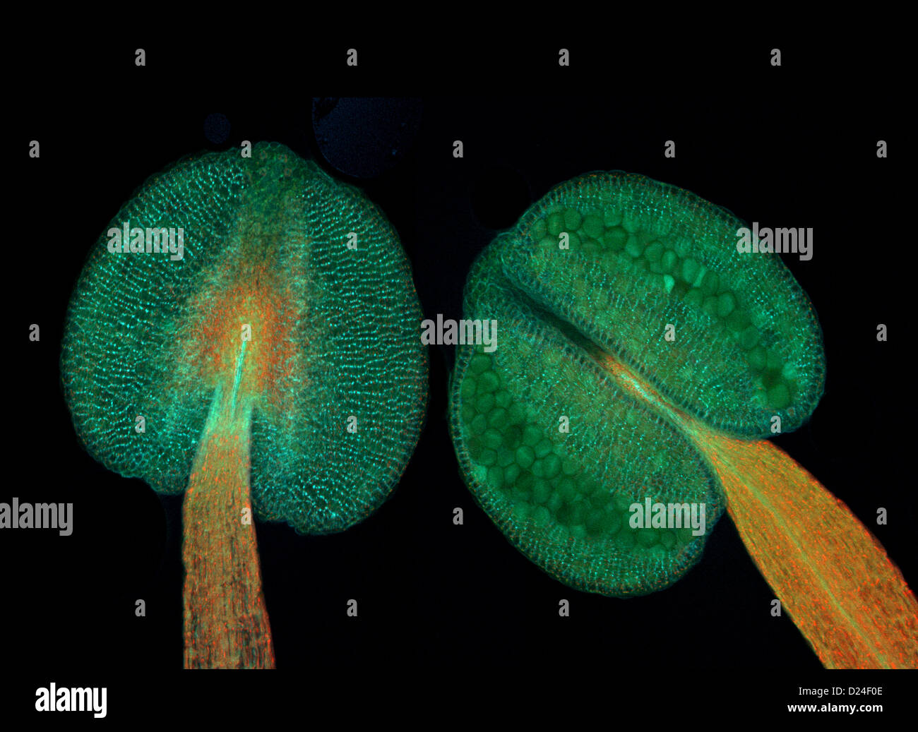 Anthers of thale cress (Arabidopsis thaliana), fluorescence micrograph Stock Photo