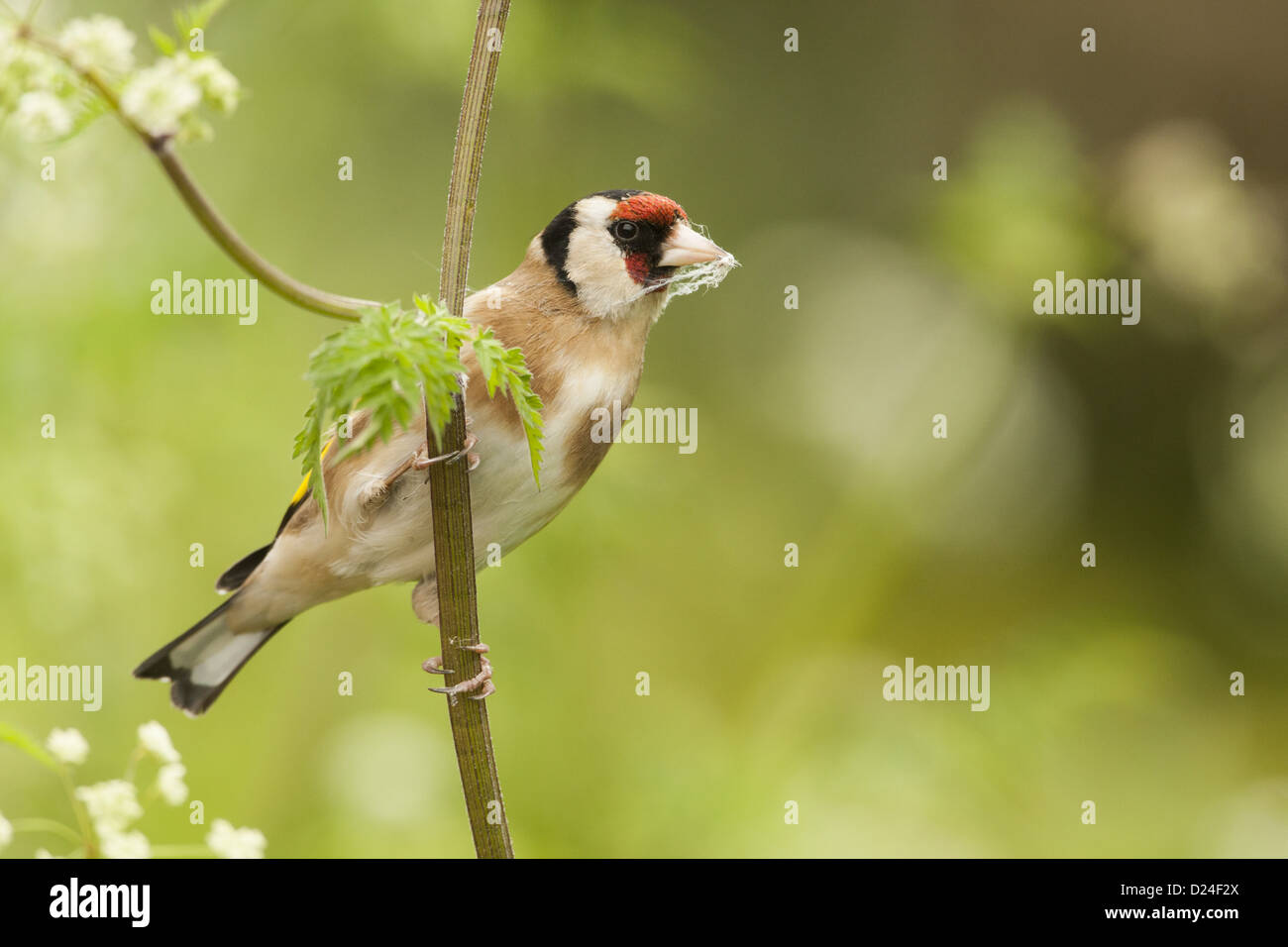 Goldfinch nest uk hi-res stock photography and images - Alamy