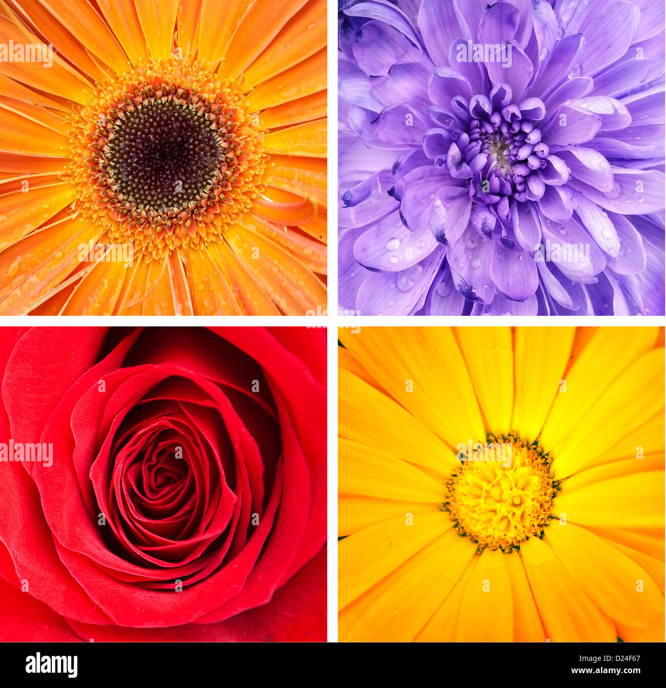 Repeating Roses Collage Collage beautiful red rose macro hi-res stock photography and images ...