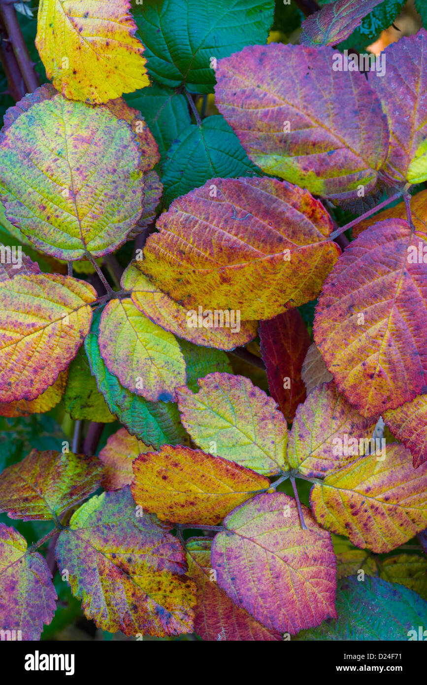 Brambleberry foliage stock photo. Image of luscious, mellow