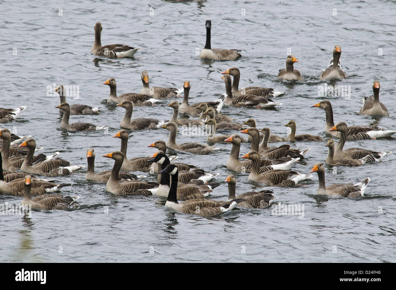 Greylag Goose Anser anser Canada Goose Branta canadensis adults young mixed flock being rounded up driven towards holding pens Stock Photo
