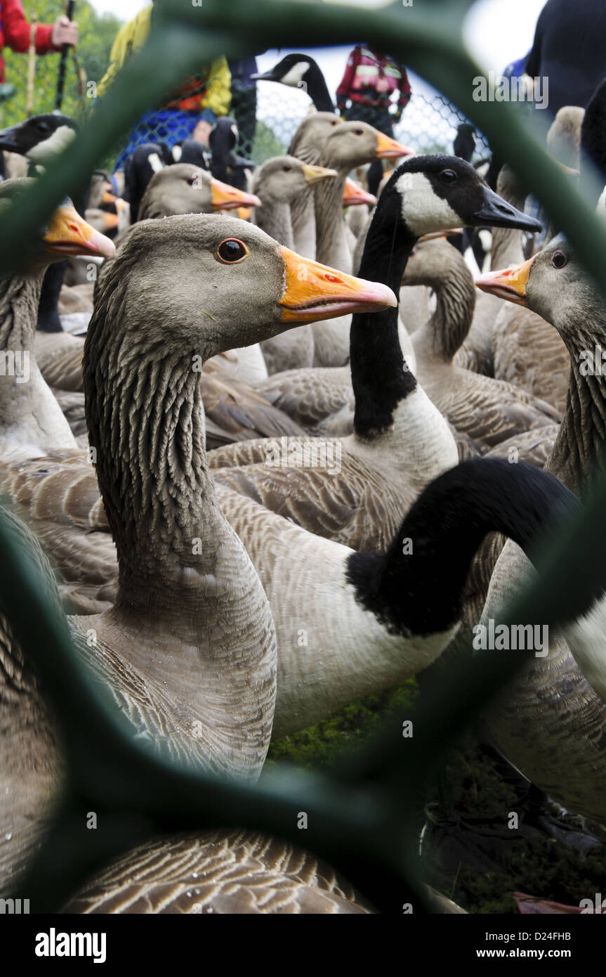 Greylag Goose Anser anser Canada Goose Branta canadensis adults young mixed flock in holding pens waiting to be counted ringed Stock Photo