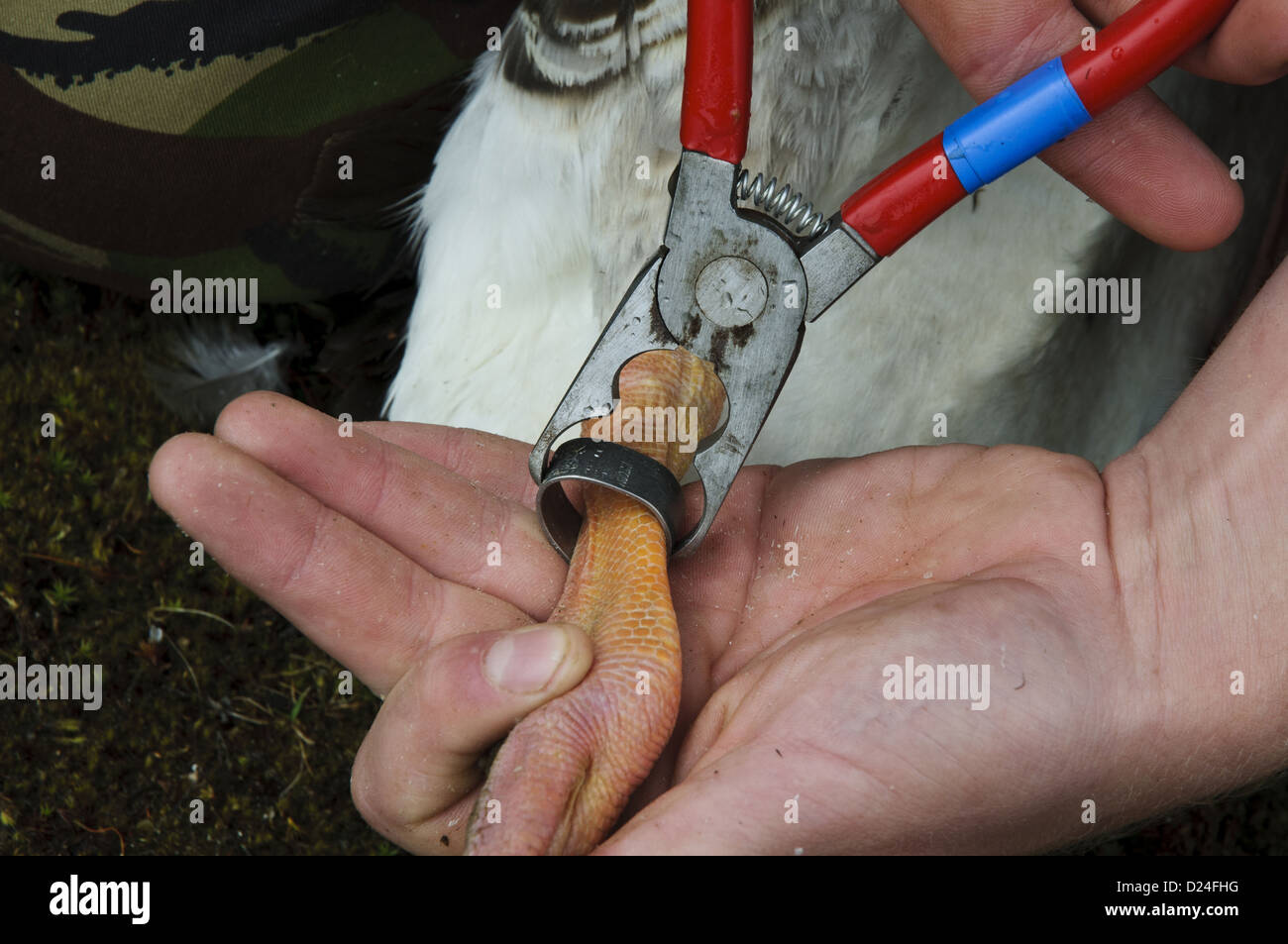 Greylag Goose Anser anser leg being fitted with metal ring bird ringer during annual goose roundup Sevenoaks Wildlife Reserve Stock Photo