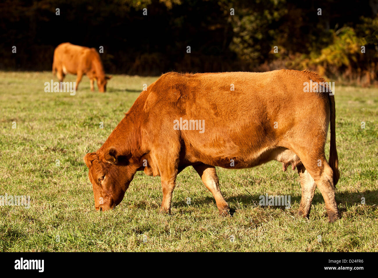 Grass Feed Cattle High Resolution Stock Photography and Images Alamy