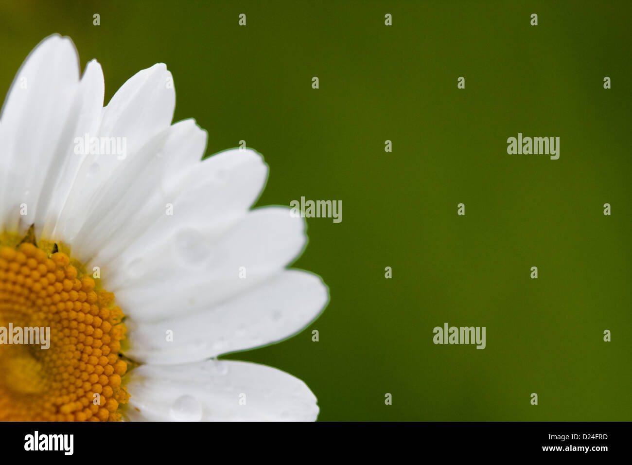 A daisy with water droplets with space for advertising. Stock Photo