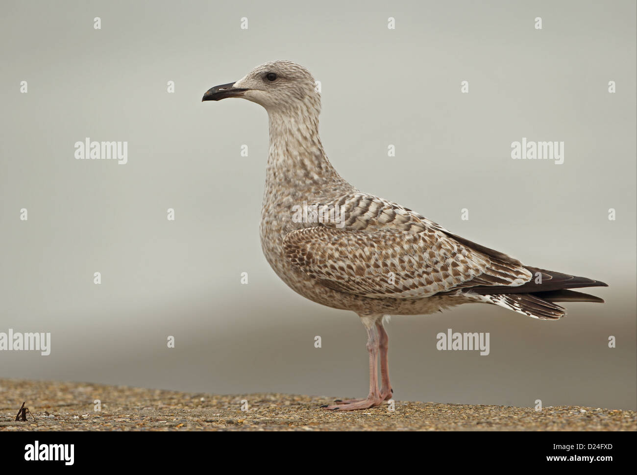 Herring Gull (Larus argentatus) juvenile, first winter plumage