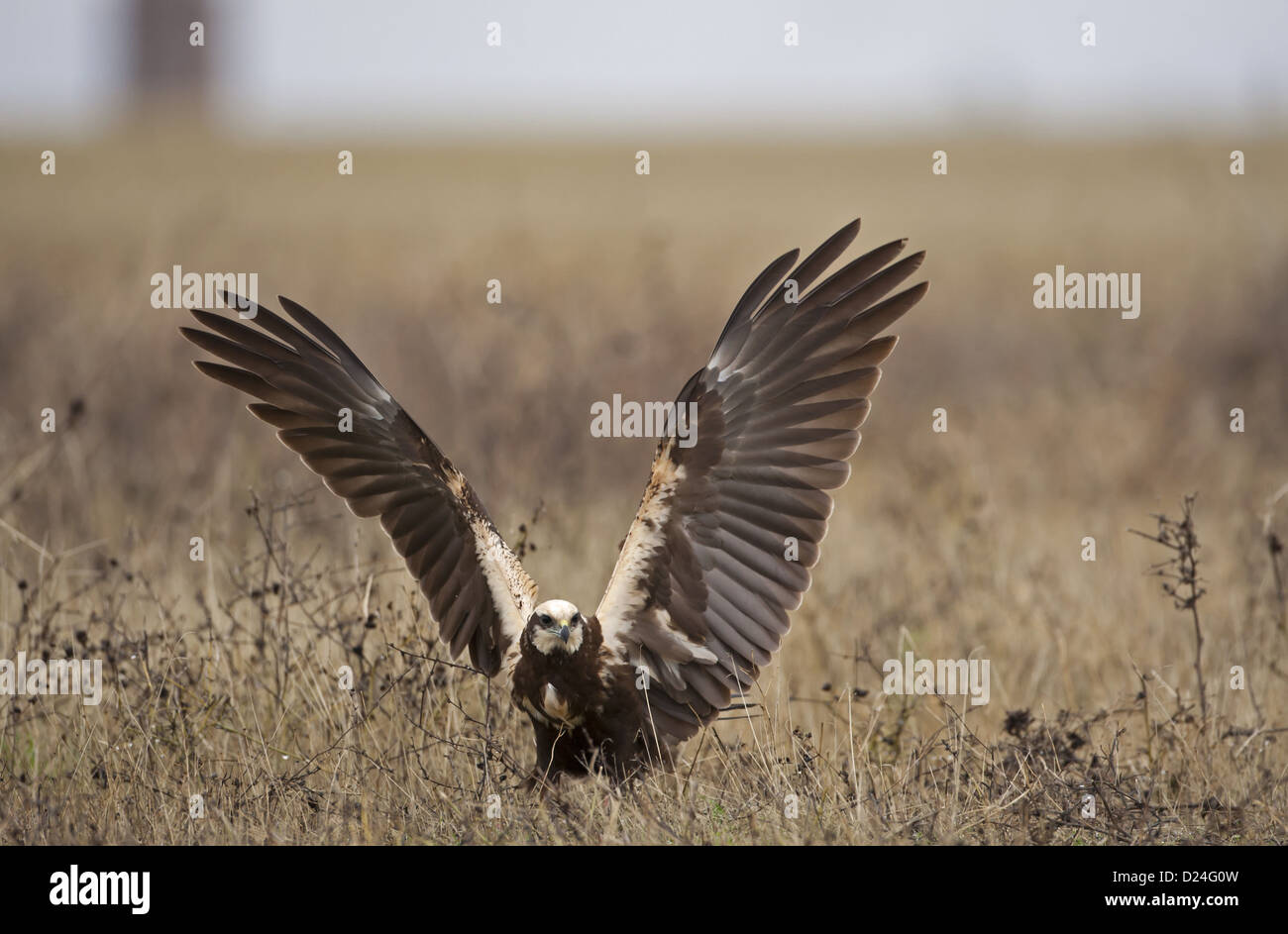 Western Marsh Harrier (Circus aeruginosus) adult female, landing on ground with wings spread, Northern Spain, November Stock Photo