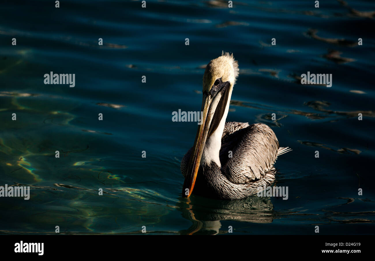 A pelican in the blue waters of the Yucutan Pennisula Stock Photo