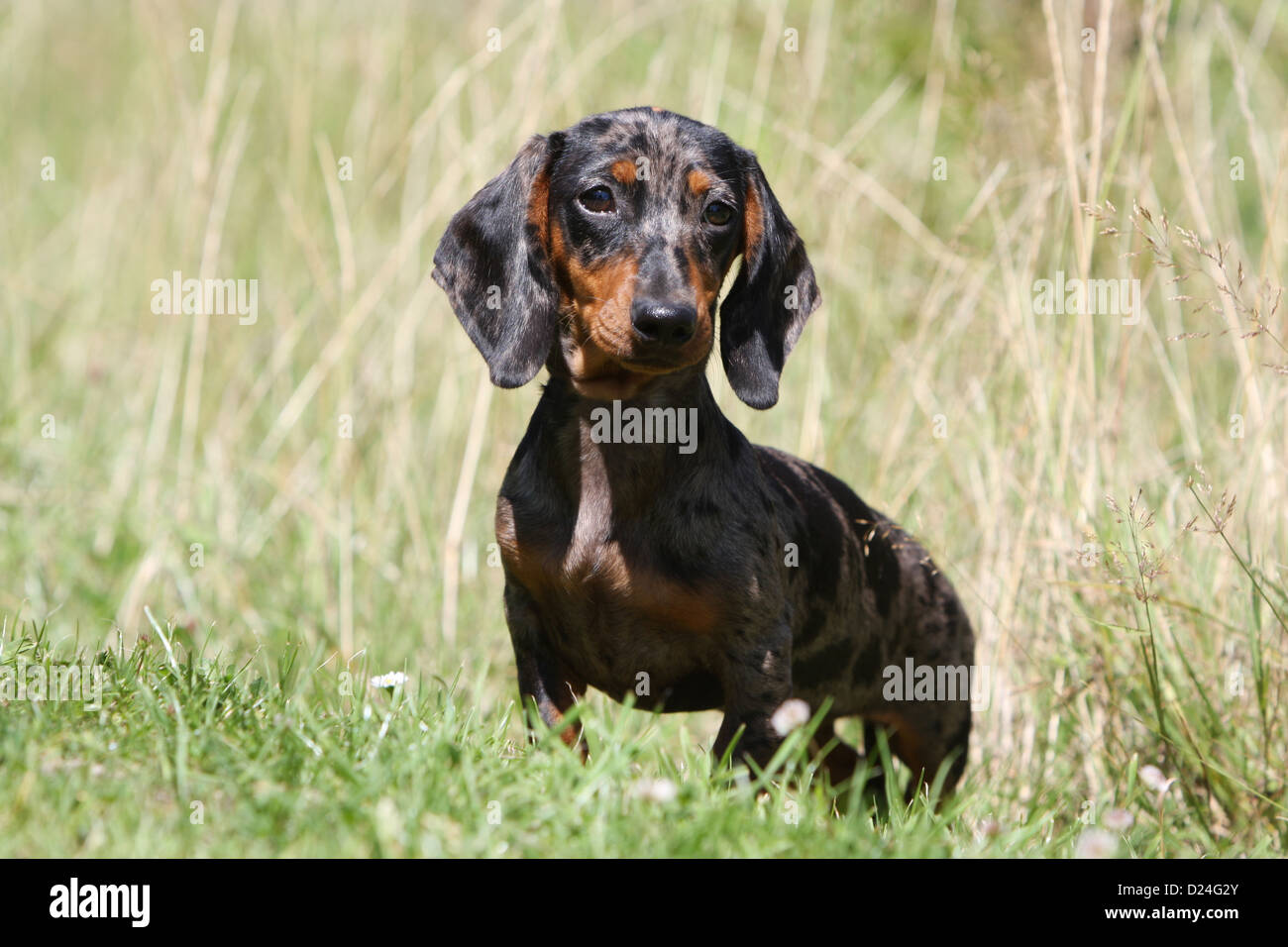 Dog Dachshund /  Dackel / Teckel  shorthaired adult (Harlequin Merle) standing in a meadow Stock Photo