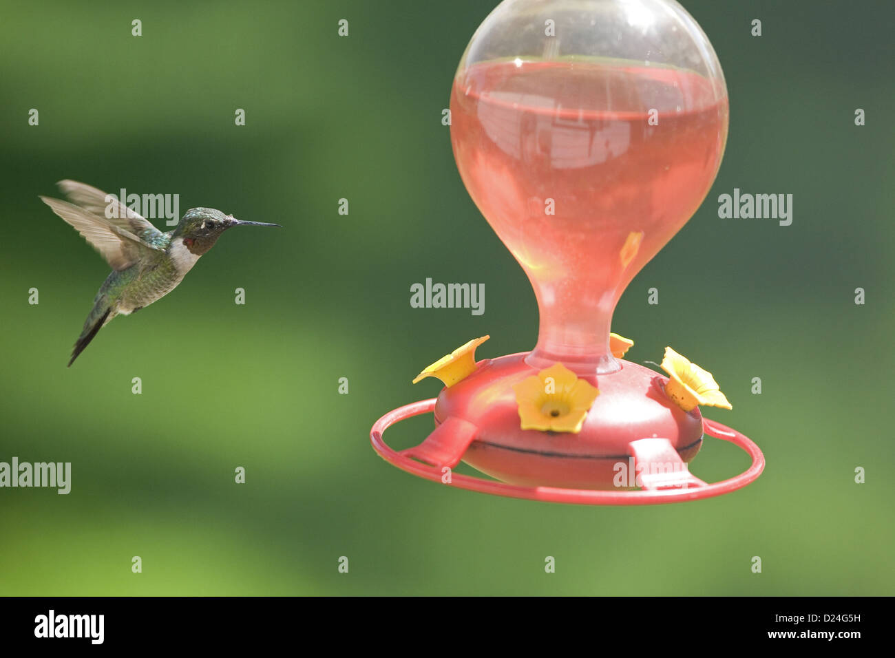 Ruby-throated Hummingbird (Archilochus colubris) adult male in flight hovering at feeder in garden North Dakota U.S.A August Stock Photo