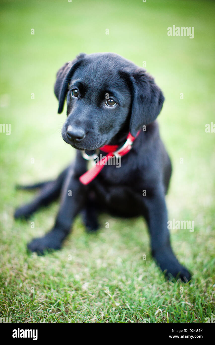 vertical, black Labrador, puppy, dog, hunting Stock Photo
