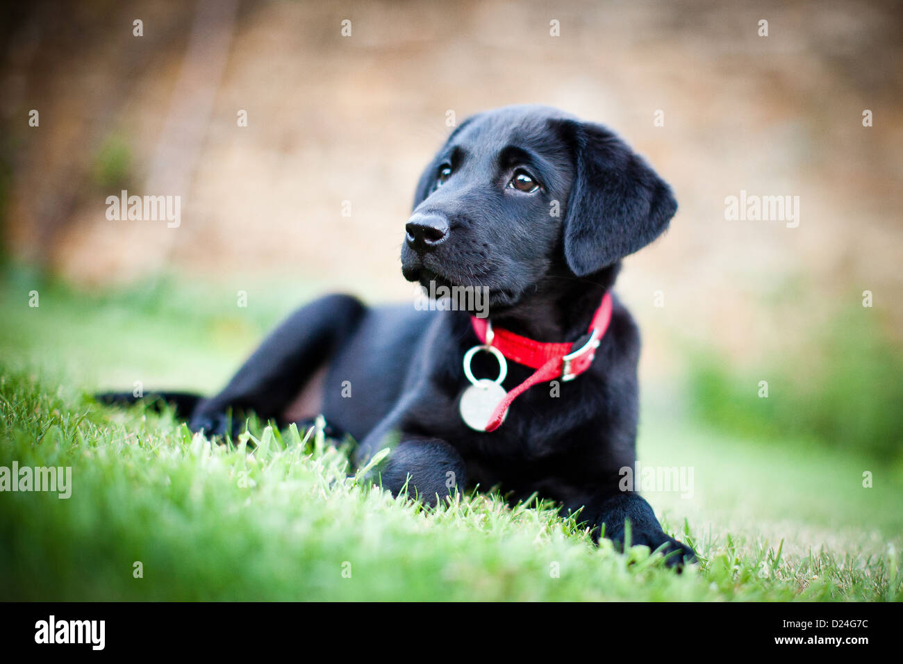 vertical, black Labrador, puppy, dog, hunting Stock Photo