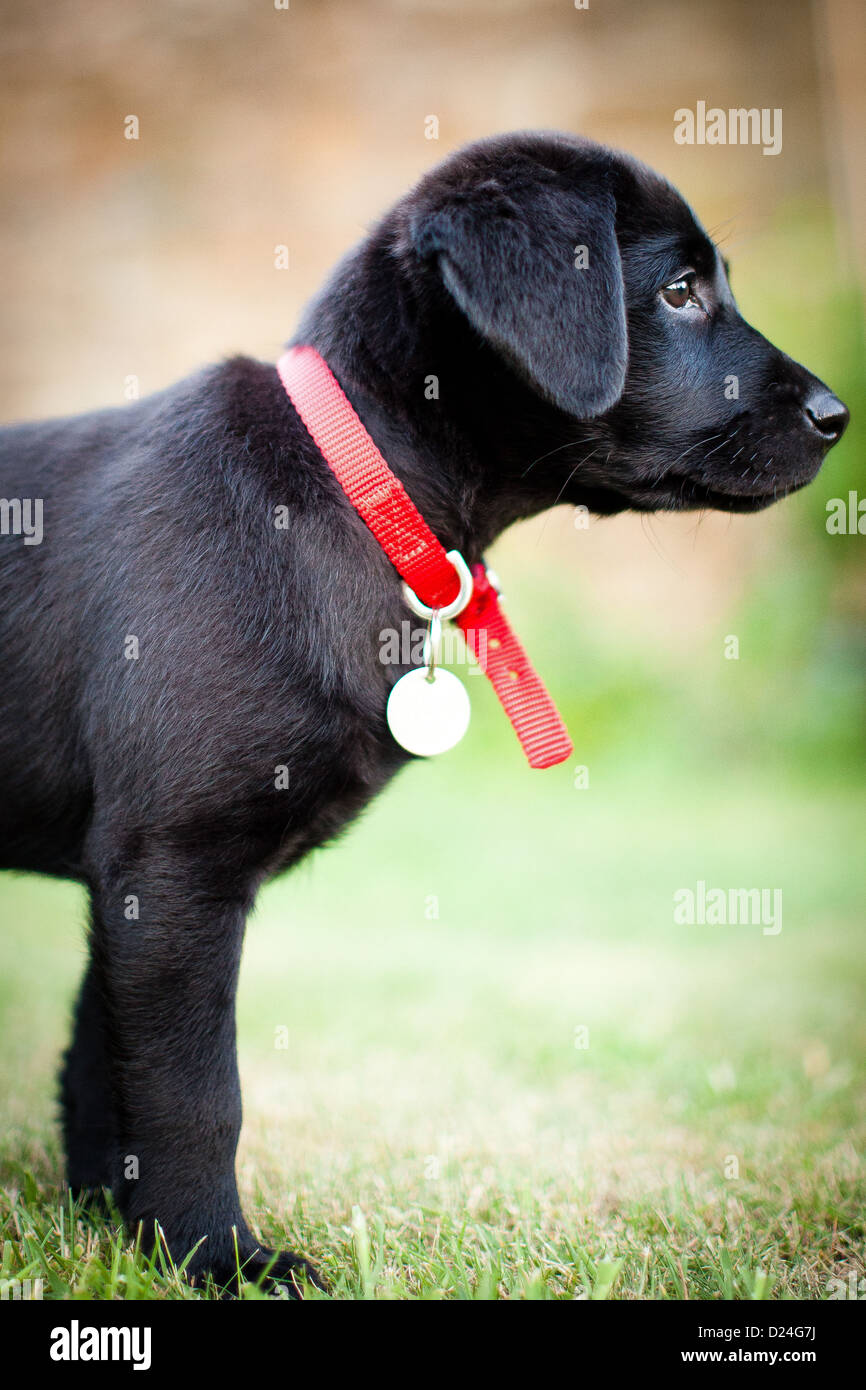 A black Labrador puppy with a red collar Stock Photo