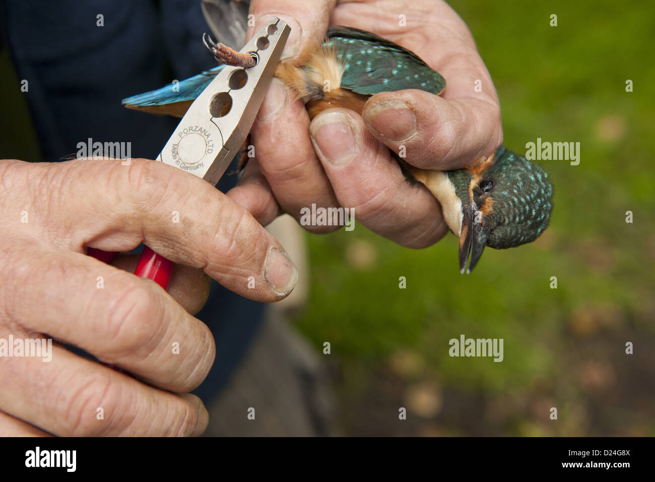 Common Kingfisher (Alcedo atthis) adult female, being ringed by bird ringer, Norfolk, England, August Stock Photo