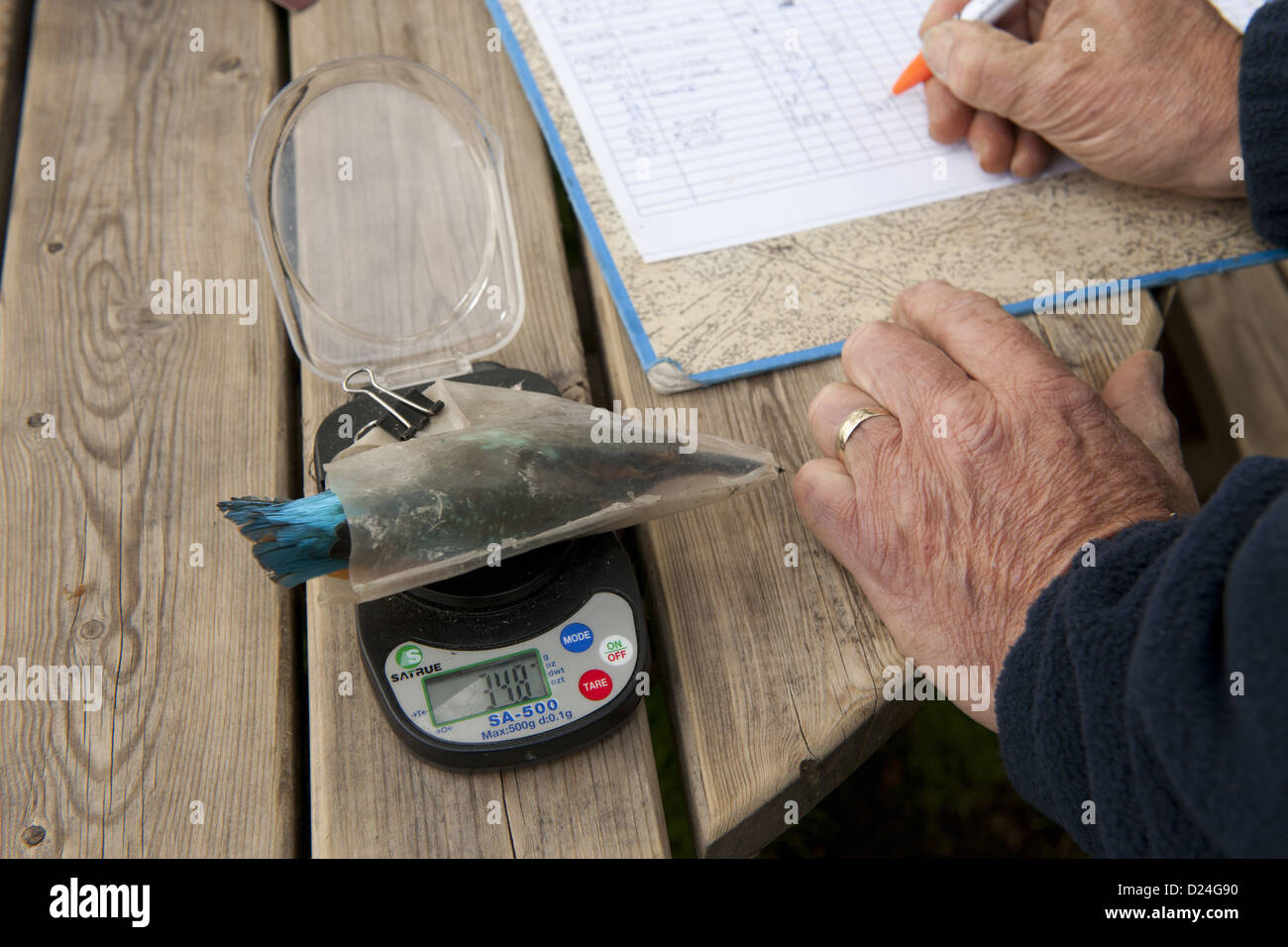 Common Kingfisher (Alcedo atthis) adult female, being weighed by bird ringer recording data, Norfolk, England, August Stock Photo