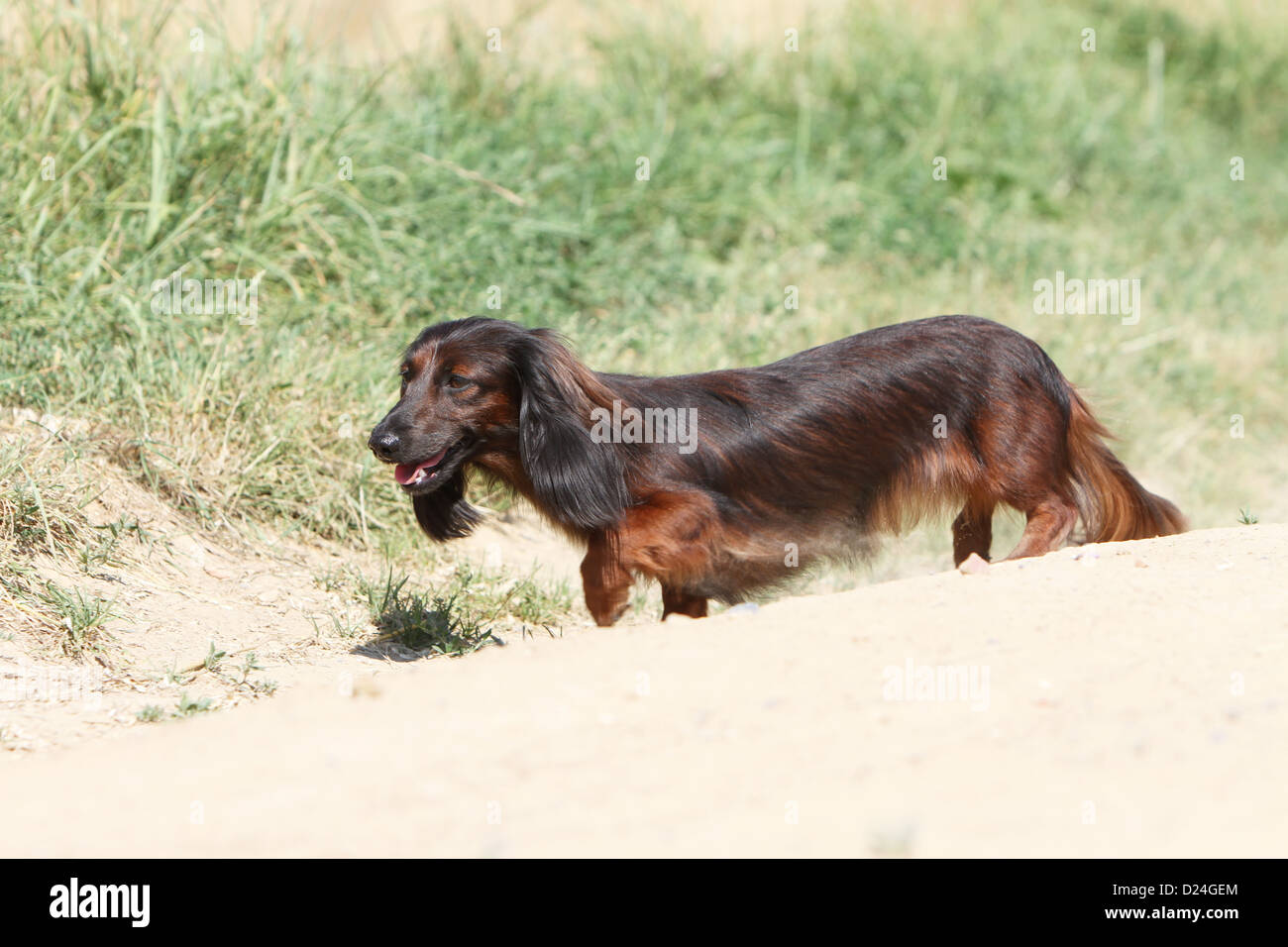 Dog Dachshund / Dackel / Teckel  longhaired adult (red) running Stock Photo