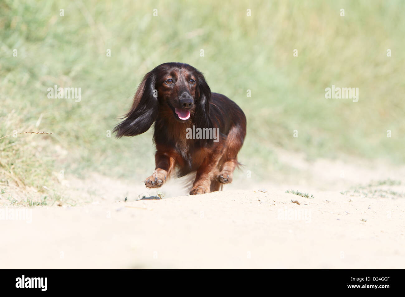 Dog Dachshund / Dackel / Teckel  longhaired adult (red) running Stock Photo