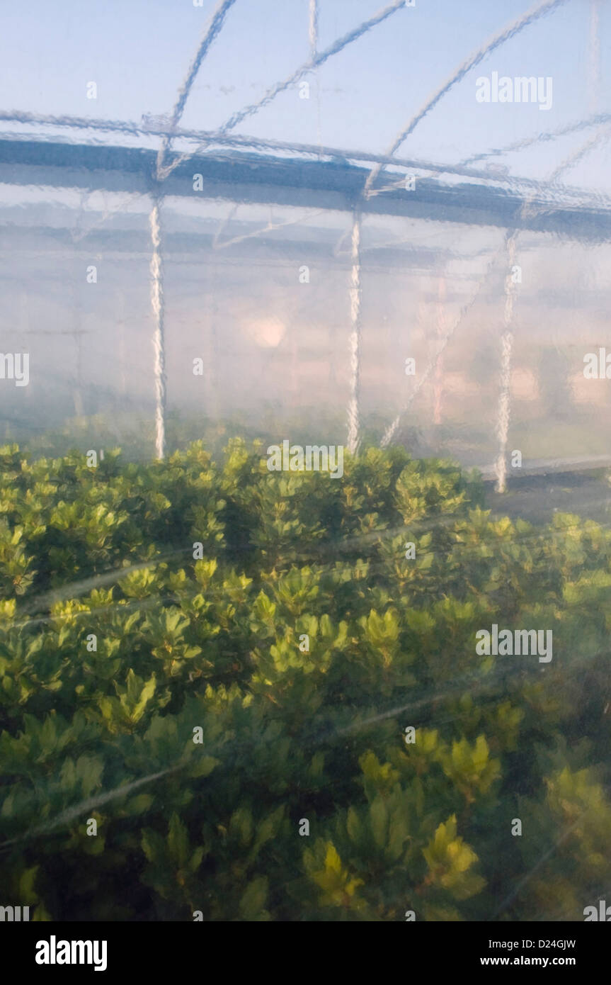 greenhouse from outside Stock Photo