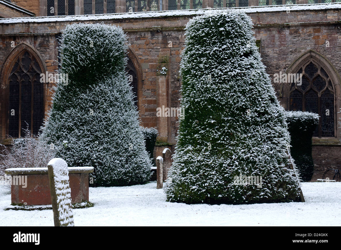 Yew trees in Holy Trinity churchyard in winter, Stratford-upon-Avon, UK Stock Photo